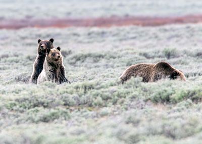 Two Cubs Standing May 16.jpg