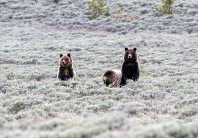 Two Standing Grizzly Cubs May 16.jpg