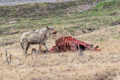 Wapit Lake pack alpha female beside the carcass at Otter Creek May 16.jpg