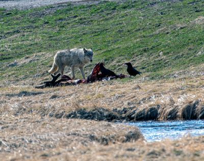 Wapiti Lake alpha female at the carcass May 16.jpg