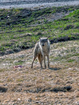 Wapiti Lake alpha female in the sun May 16.jpg