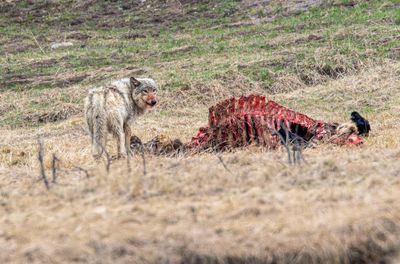 Wapiti Lake Pack Alpha at the Elk Carcass May 16.jpg