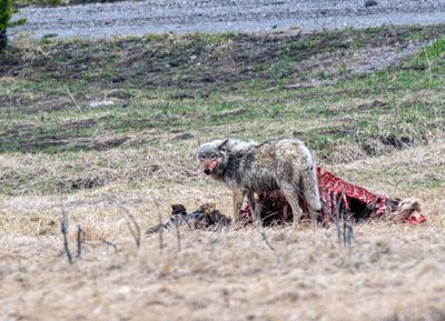 Wapiti Lake pack alpha female at the elk carcass at Otter Creek May 16.jpg