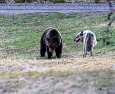 Wolf Passing Grizzly May 16.jpg