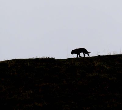 Wolf silhouette May 16.jpg