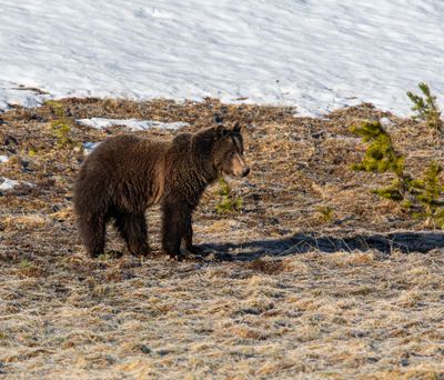 Young grizzly at Cascade Meadows May 16.jpg