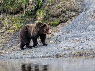 Young grizzly at the waterside May 16.jpg