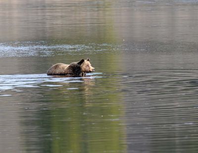 Young grizzly crossing at Otter Creek May 16.jpg