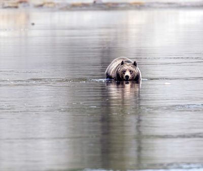 Young grizzly crossing the Yellowstone May 16.jpg