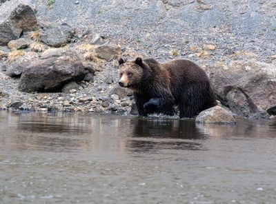 Young grizzly gingerly entering the Yellowstone River May 16.jpg