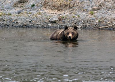 Young grizzly in the river near Otter Creek May 16.jpg