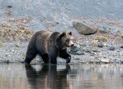 Young grizzly in the Yellowstone River taking a step May 16.jpg