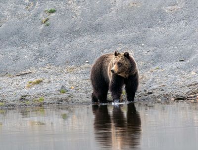 Young grizzly looking back by the riverside May 16.jpg