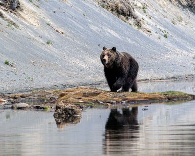 Young grizzly on a sand bar in the Yellowstone River May 16.jpg