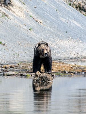 Young Grizzly on an island May 16.jpg