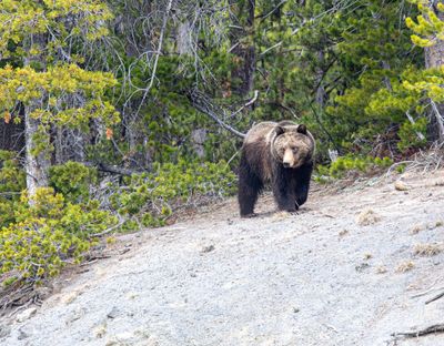 Young grizzly on the side of the hill near Otter Creek May 16.jpg