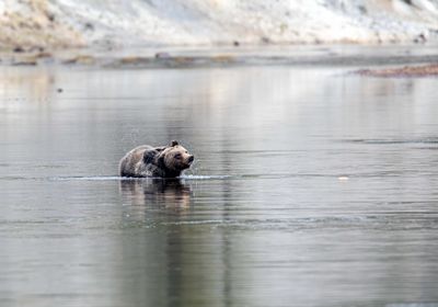 Young grizzly shaking off water May 16.jpg