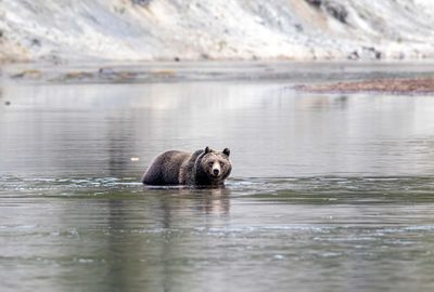 Young grizzly walking across the Yellowstone River May 16.jpg