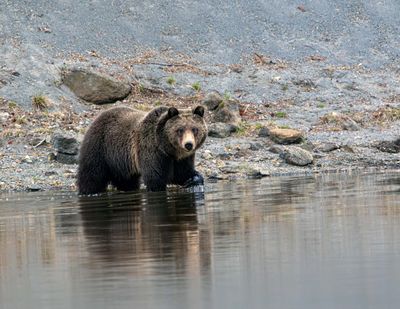 Young grizzly walking in the river May 16.jpg
