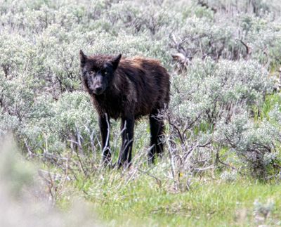 Black wolf in the Lamar May 17.jpg