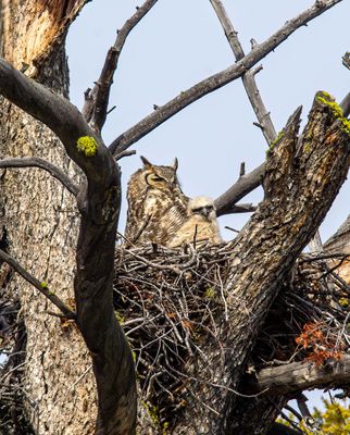 GHO and fledgling on the nest near Calcite Springs May 17.jpg