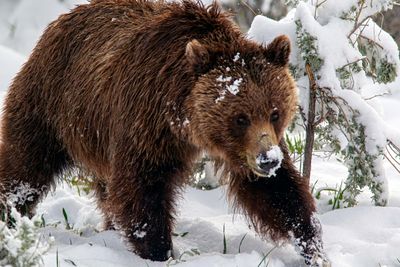 Grizzly in the snow May 17.jpg