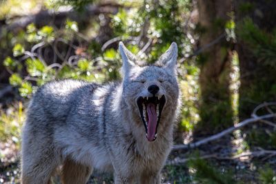 Yawning Coyote May 17.jpg
