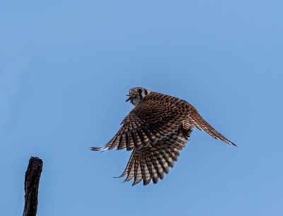 American Kestrel with a bug in her mouth May 18.jpg