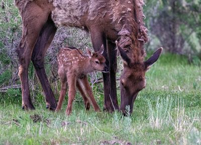Baby elk with mom May 18.jpg