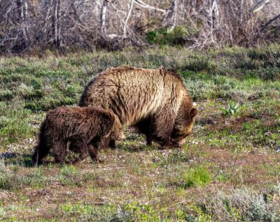 Grizzly 399 with cub in Grand Teton May 18.jpg