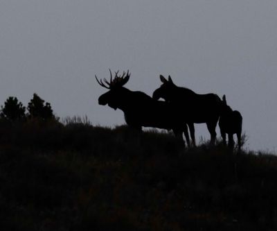 Moose family silhouette October 17.jpg
