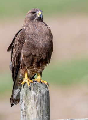 Female Dark Morph Swainson's Hawk May 19.jpg