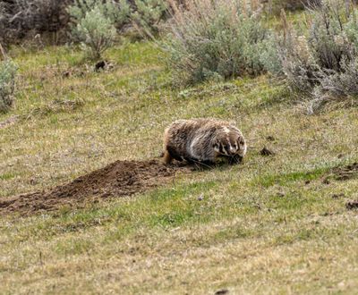 Badger by the Hole.jpg