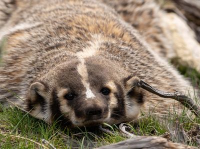 Badger Closeup.jpg