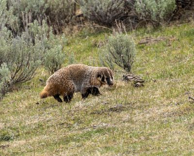 Badger Looking Back.jpg