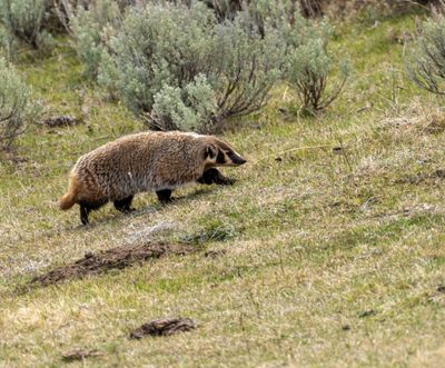 Badger on the Move.jpg