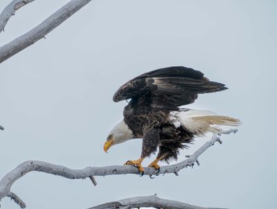 Bald Eagle About to Fly.jpg