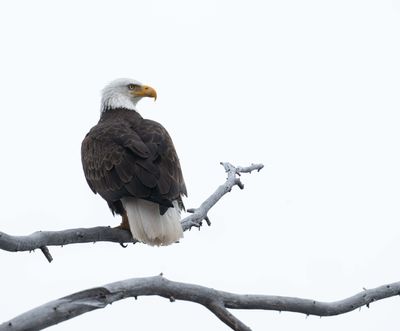 Bald Eagle Over the Shoulder.jpg