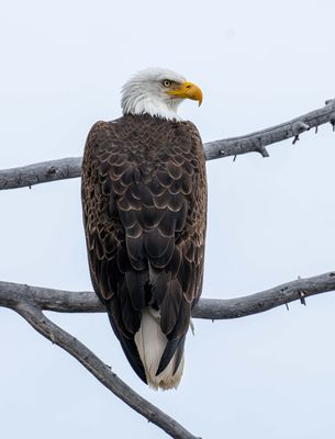 Bald Eagles