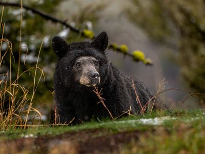 Bald Face Black Bear.jpg