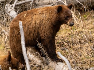 Bear on a Log.jpg