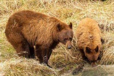 Bears at the Waterhole.jpg