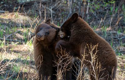 Bears Playing.jpg