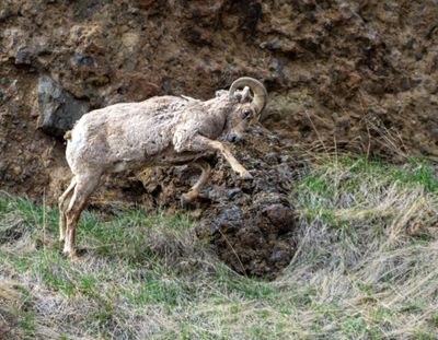 Bighorn Leaping.jpg