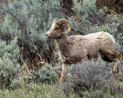 Bighorn on the Hillside.jpg