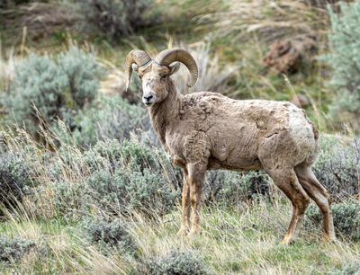 Bighorn Ram.jpg