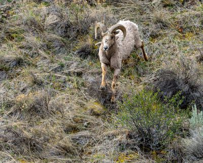 Bighorn Running.jpg