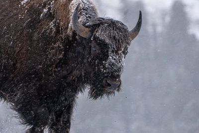 Bison Face.jpg