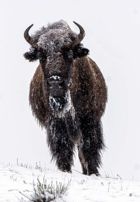 Bison in a Snowstorm.jpg