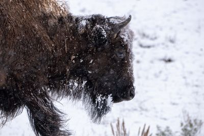 Bison Profile.jpg